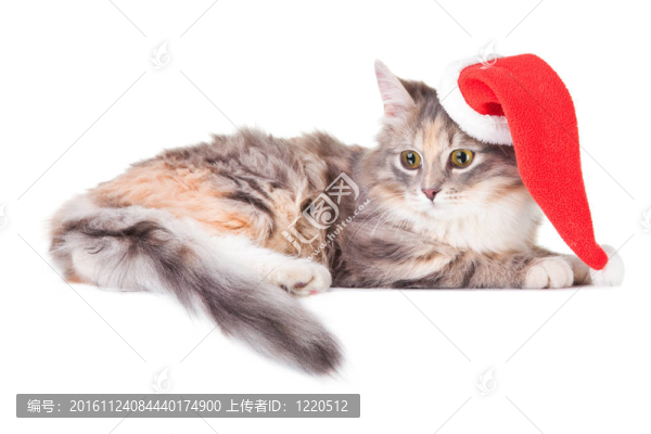 年輕的彩色小貓與紅色圣誕帽