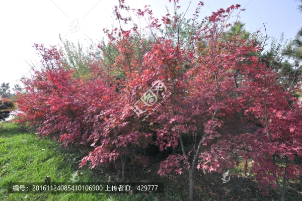 紅樹葉,楓樹