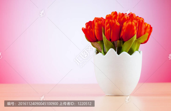 五顏六色的郁金香花在白壺里