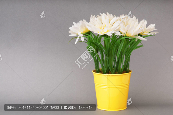 在鍋里的白色非洲菊