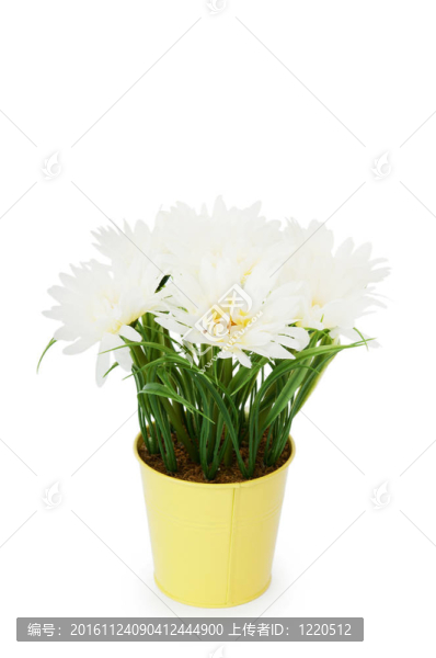 在鍋里的白色非洲菊