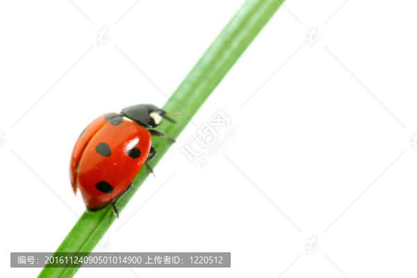 瓢蟲(chóng)在草