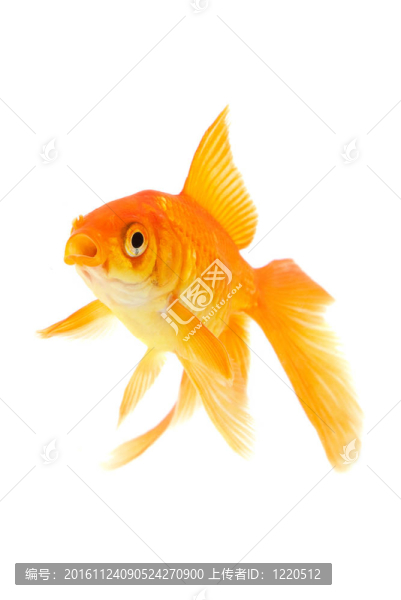 金魚