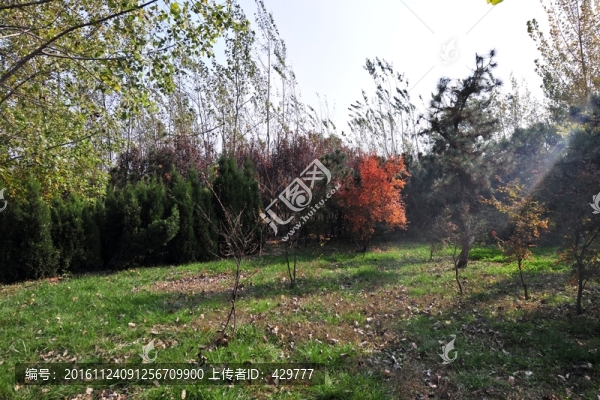 樹林,,園林樹木