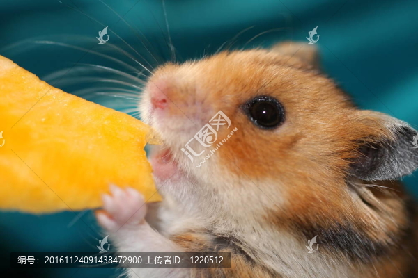 倉鼠