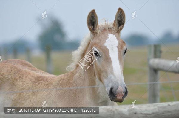 比利時(shí)馱馬雌馬