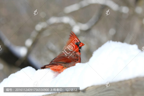 北樞機(jī)主教紅雀男