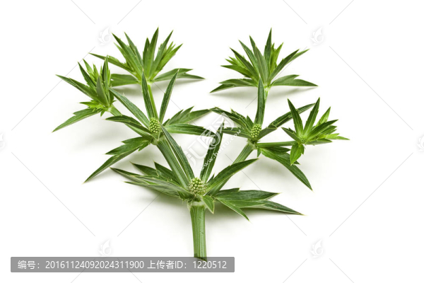 泰國芫荽