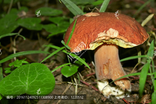 蘑菇牛肝菌（II）