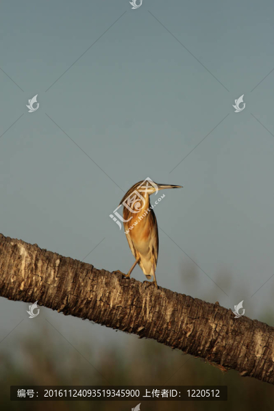池鷺（Ardeola,ralloides）在奧卡萬戈三角洲；博茨瓦納。