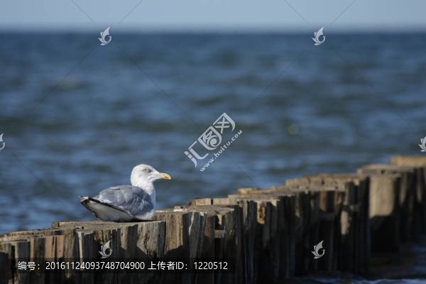 銀鷗（Larus,argentatus）