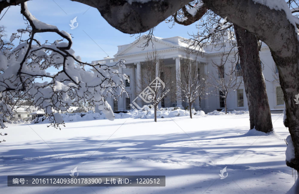 白宮樹木雪后賓夕法尼亞大街華盛頓