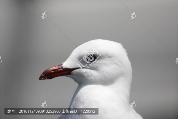Silver,Gull（鷗novaehollandiae）