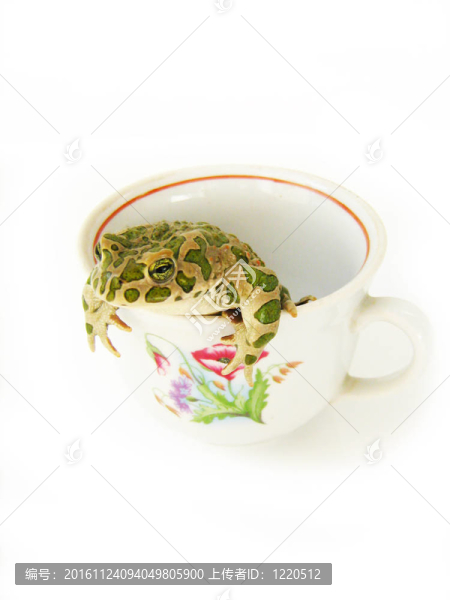 蟾蜍