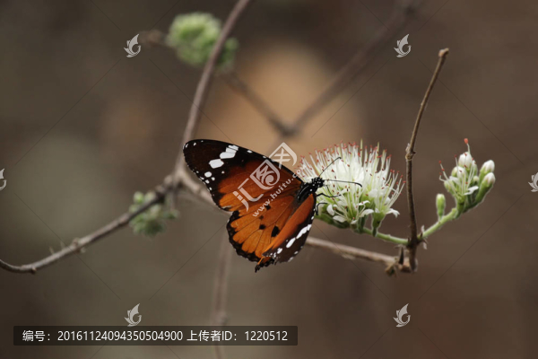非洲的君主（Danaus,chrysippus）在奧卡萬(wàn)戈三角洲博茨瓦納花。