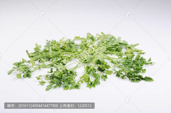 白色背景上的歐芹