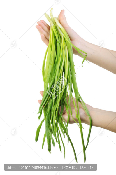 一束綠色的洋蔥被隔離在白色的背景上