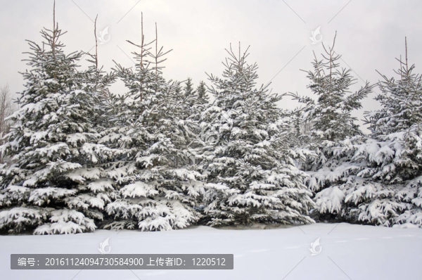 新鮮的雪
