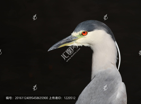 夜鷺-夜鷺