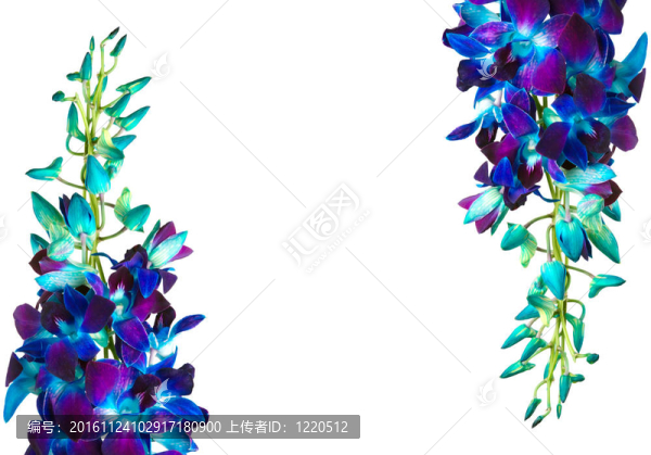 蘭花