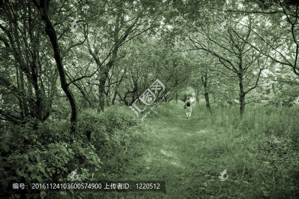 春林中散步