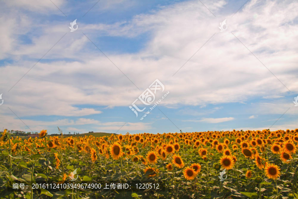 向日葵