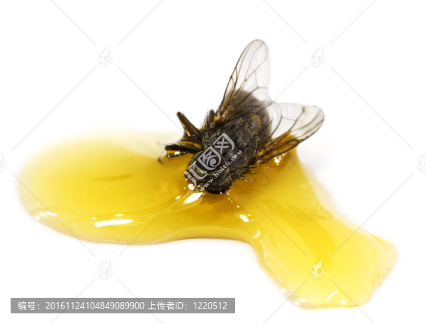 一只蒼蠅棒在蜂蜜里