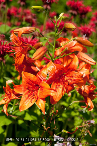 橙色tiger,lily
