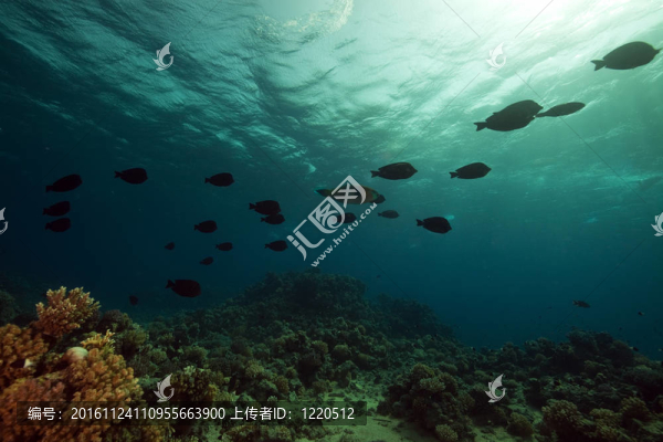 piratefish和海洋。