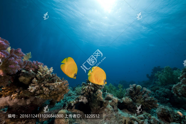 蒙面的蝴蝶魚。珊瑚和海洋。