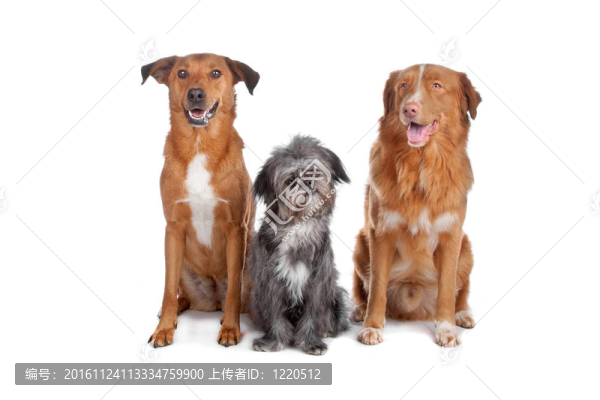 兩種狗和新斯科舍誘鴨獵犬