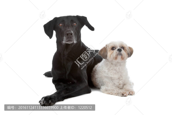 兩個混合品種的狗