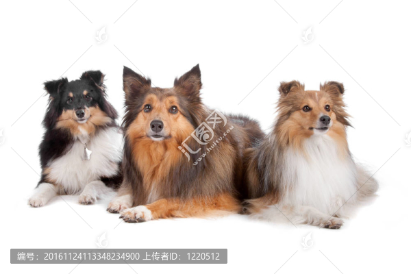 Shetland,Sheepdogs（設(shè)得蘭矮種馬）