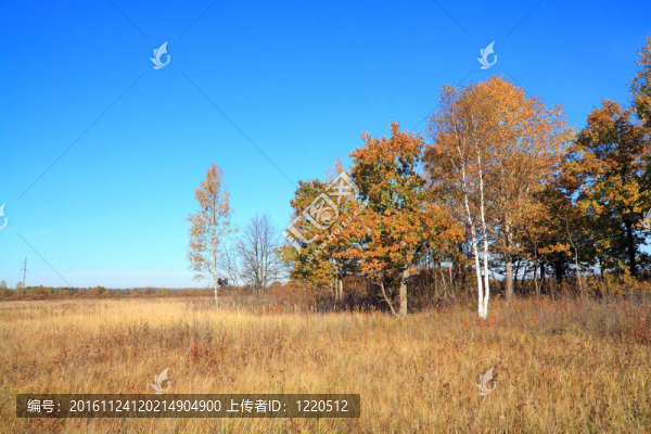 黃色在秋天的田野樹林