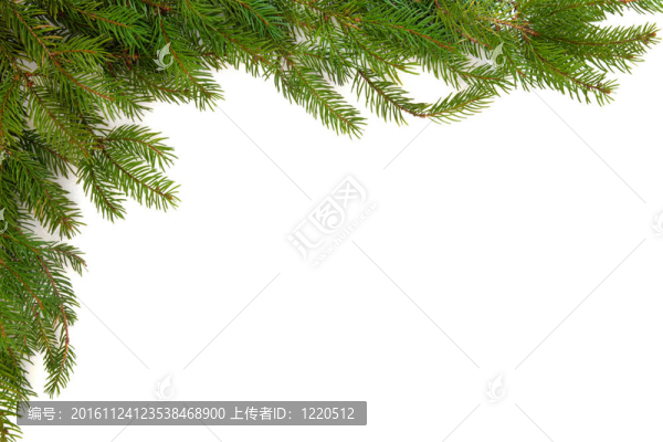 云杉松邊