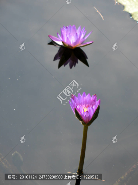 水百合