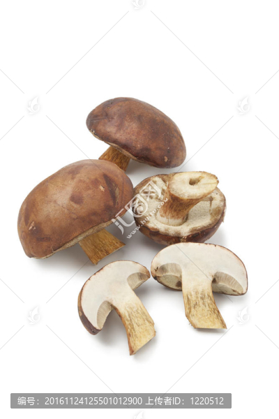鮮牛肝菌蘑菇灣