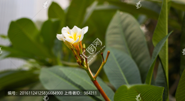 雞蛋花