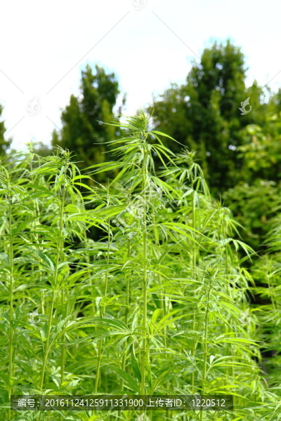 大麻場(chǎng)