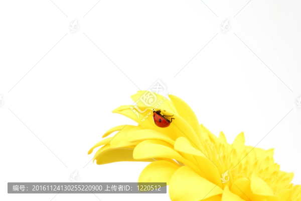 在黄色的花瓢虫