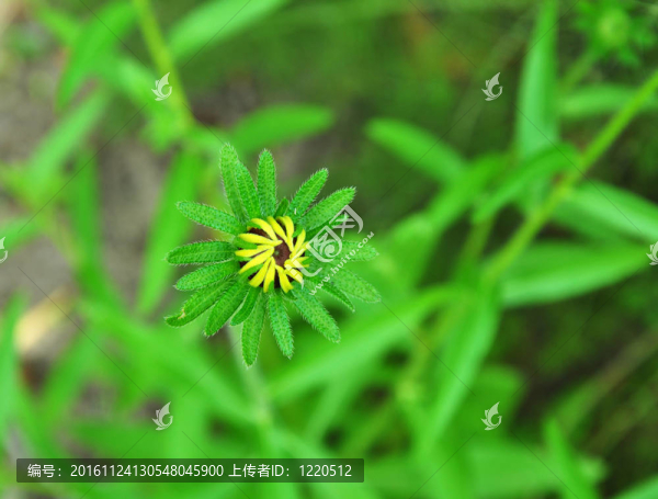 菊花蕾