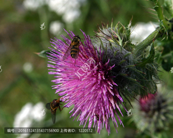 蜜蜂的-匯圖網(wǎng) www.fosd68.com 蜜蜂的