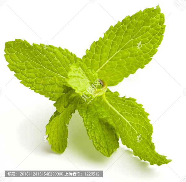 薄荷