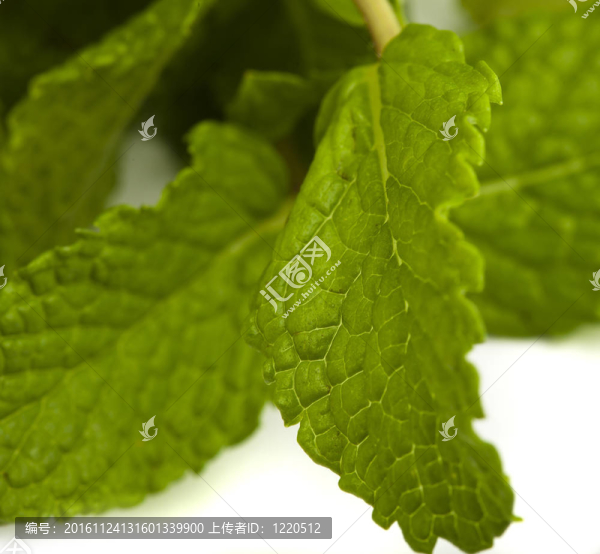 薄荷