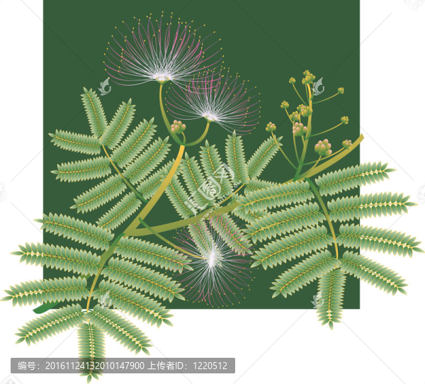 含羞草絲樹開花