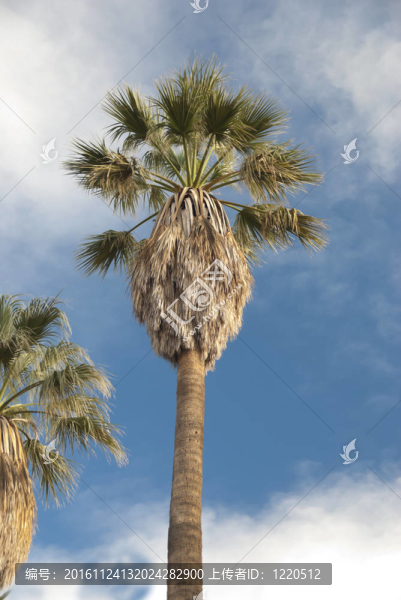 棕櫚樹