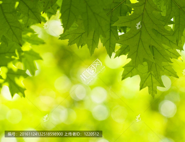 綠葉；淺焦點(diǎn)