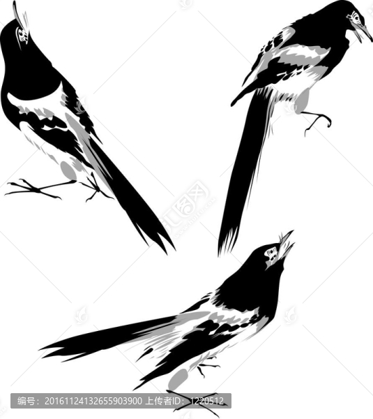 鳥(niǎo)的插圖