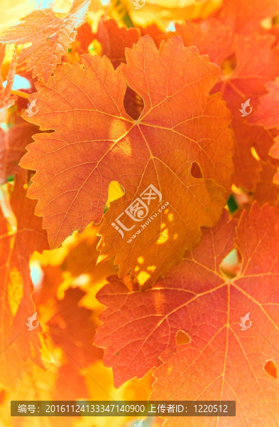 紅葡萄葉；非常淺的焦點(diǎn)
