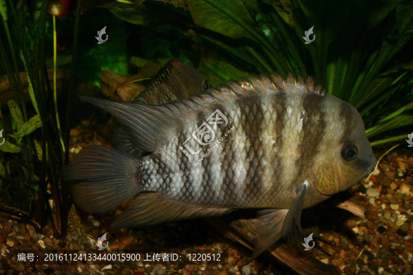 藍眼鯛（Cryptoheros,spilurus）